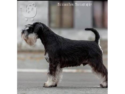 Μικροσκοπικά κουτάβια Schnauzer